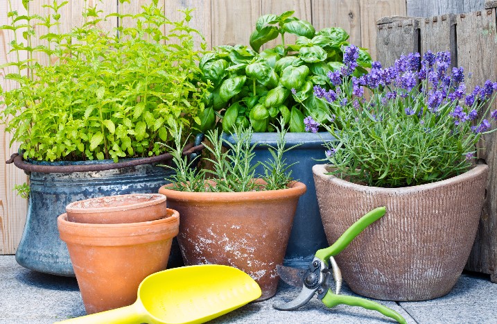 Topfgarten