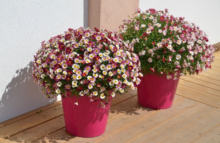 Blumen in pinkfarbenem Kübel