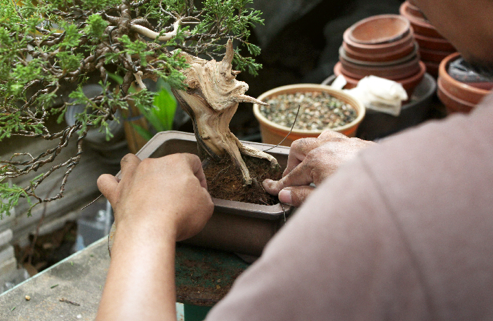 Bonsai wird eingepflanzt