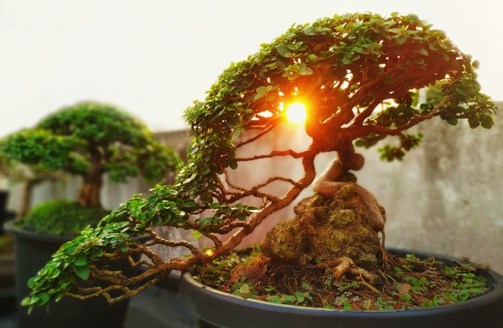 Bonsai vor untergehender Sonne