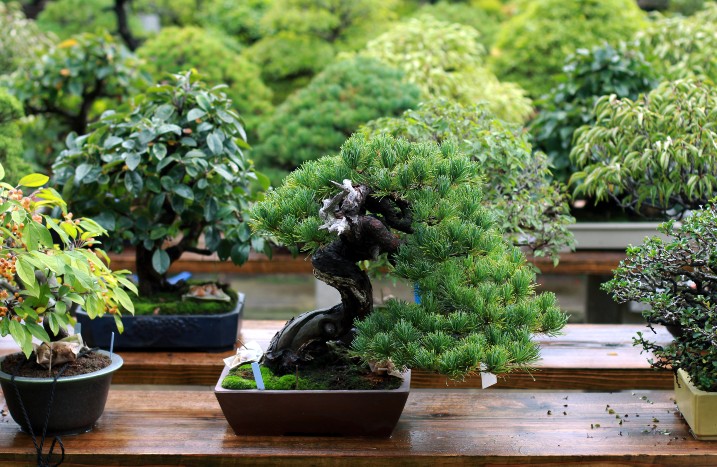 Verschiedene Bonsai-Bäumchen