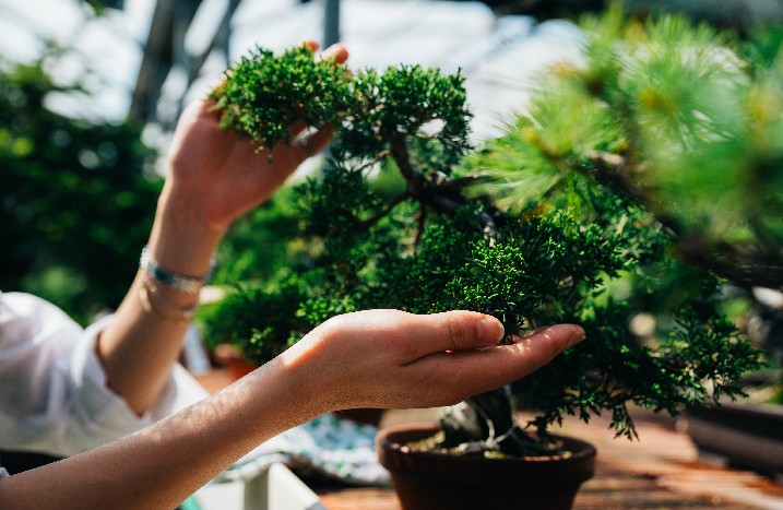 Hände umrahmen Bonsai
