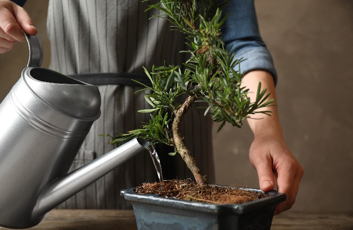 Bonsai gießen