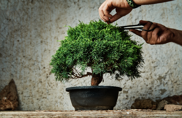 Bonsai-Krone wird zurückgeschnitten