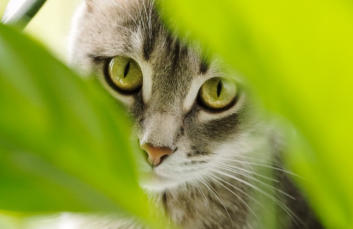 Katze guckt durch Blätter von einer Zimmerpflanze