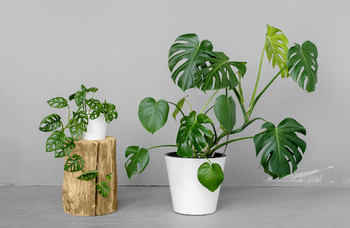Monstera monkey leaf und Monstera deliciosa