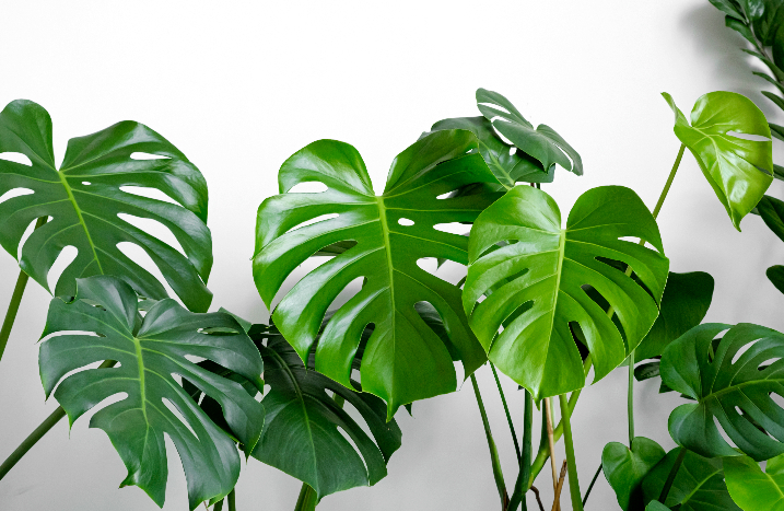 Große Monstera-Blätter