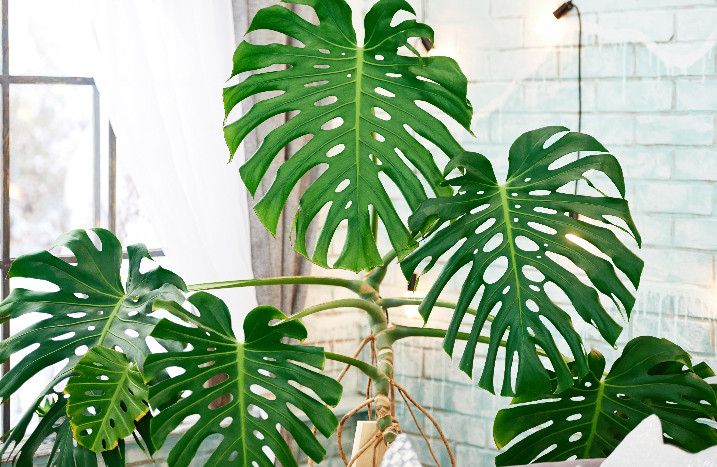 Große Monstera