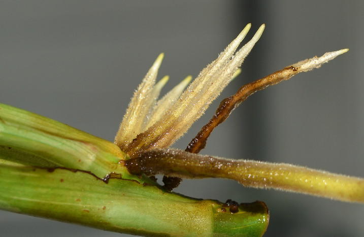 Monstera beginnt zu wurzeln