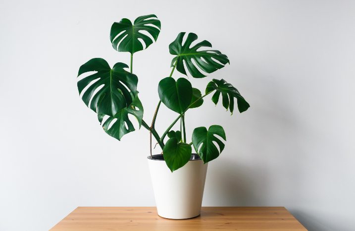Monstera in weißem Topf auf Holztisch