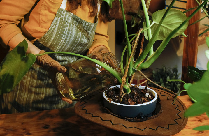 Monstera frisch eingeplanzt