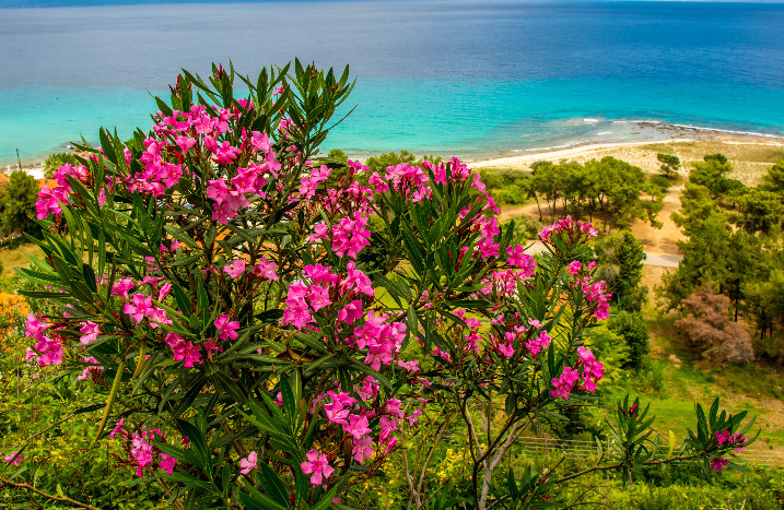Oleanderstauch am Meer