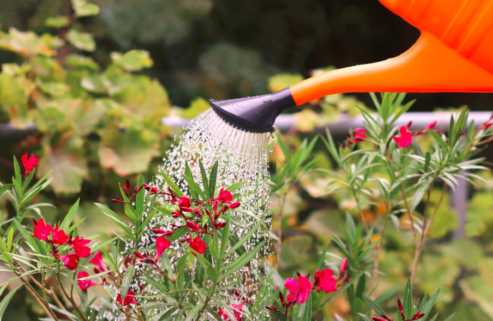 Oleander wird gegossen