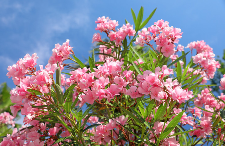 Oleander vor blauem Himmel
