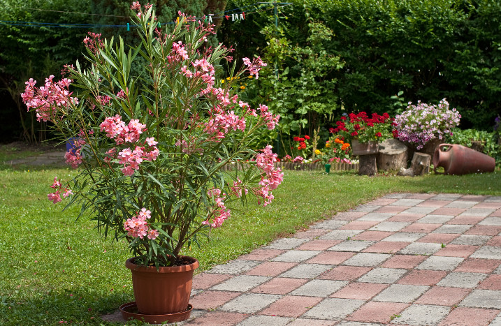 Oleander in Topf im Garten