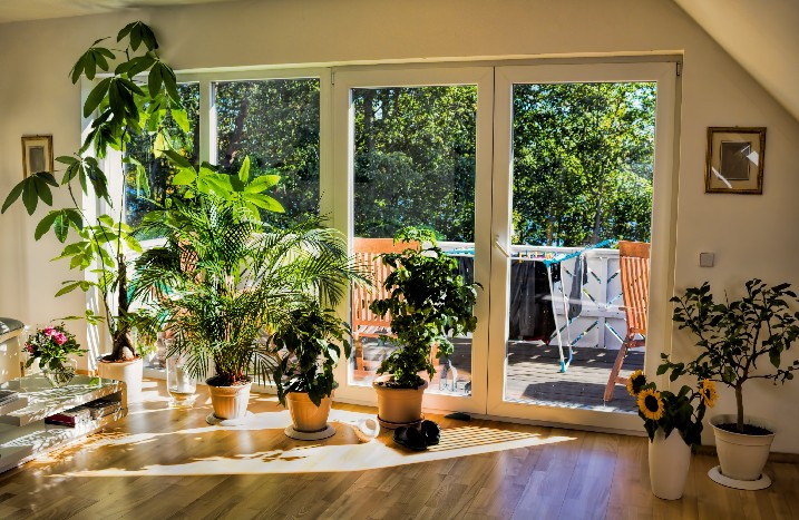 Ein Zimmer voller Pflanzen vor der Fensterfront in der Sommersonne.