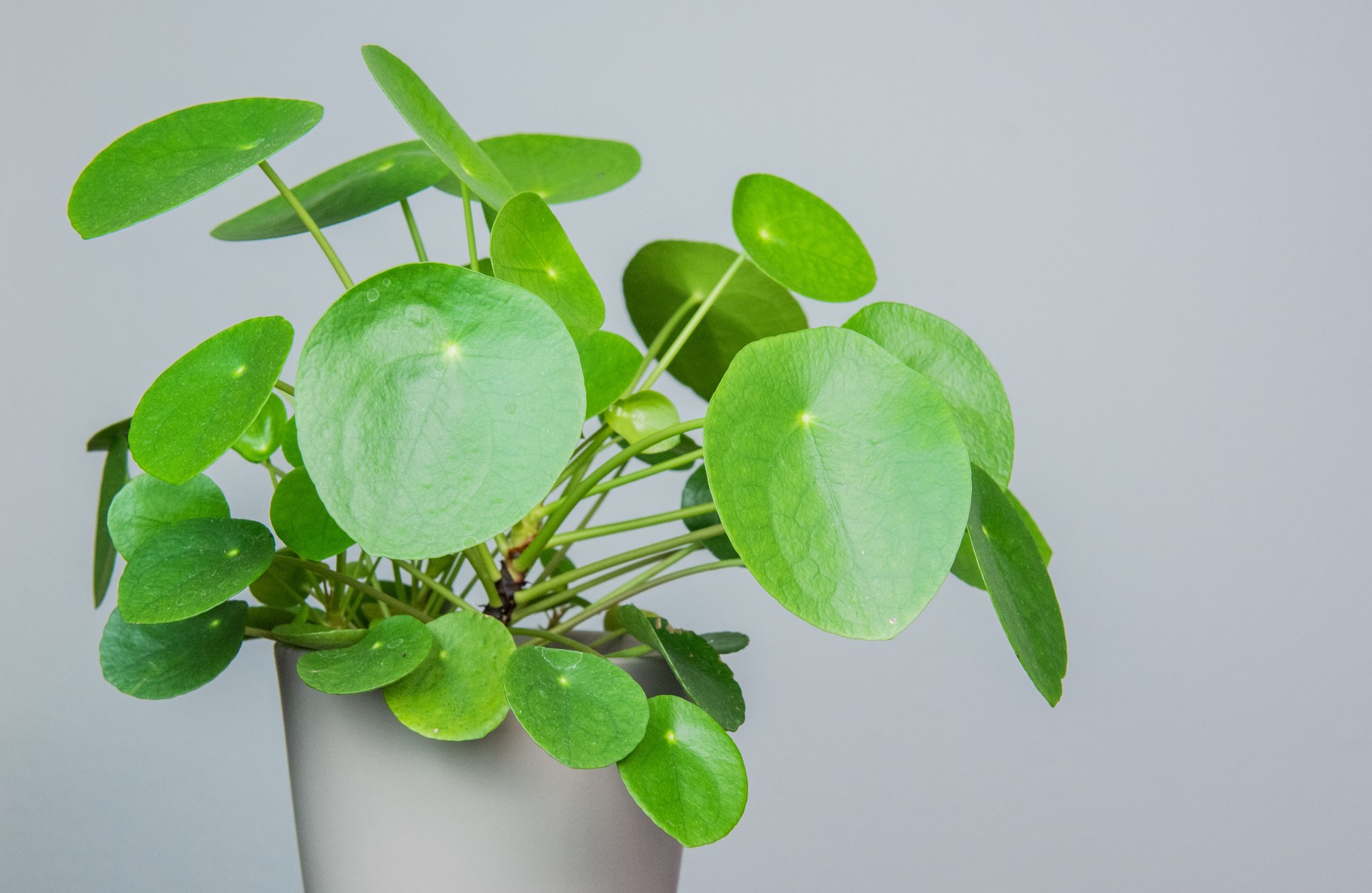 Pflanze mit runden, grünen Blättern