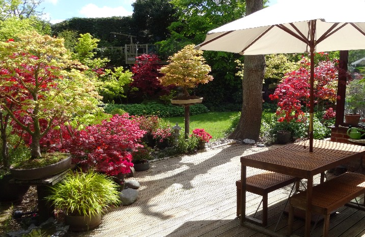 Ahorn um eine Terrasse