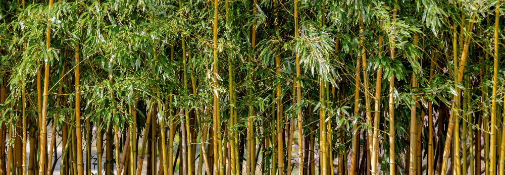 Dichter Bambuswald
