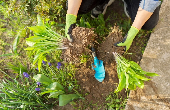 Nahaufnahme verschiedener Pflanzen, die in einem Bauergarten eingesetzt werden.