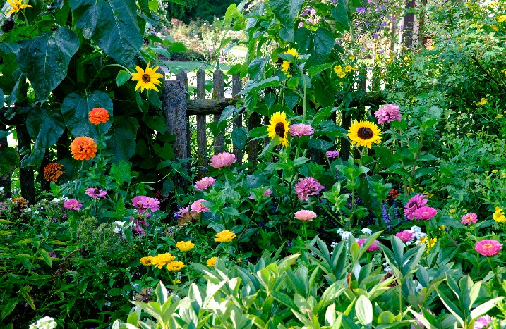Blühender Bauerngarten