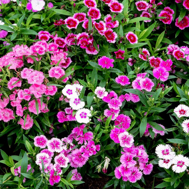 Gartennelken
