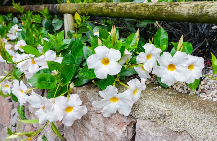 Weiße Dipladenia im Garten