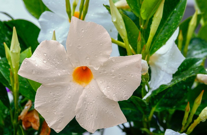 Dipladenia mit Wassertropfen