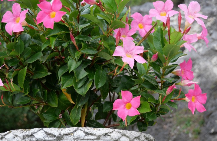 Rosa farbende Dipladenia im Topf