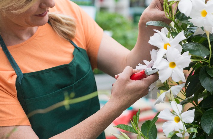 Dipladenia wird zugeschnitten