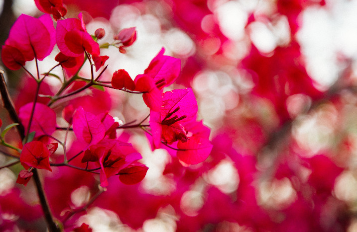 Pinkfarbene Drillingsblume