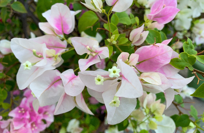 Drillingsblume in rosa und weiß