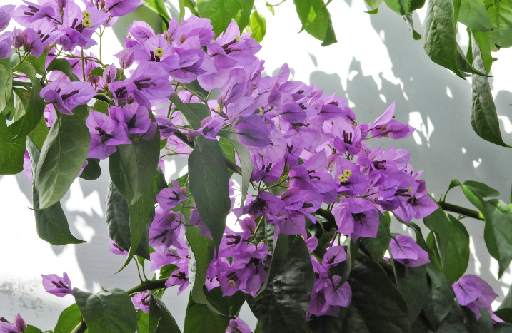 Drillingsblume in violett