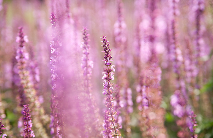Heidegarten