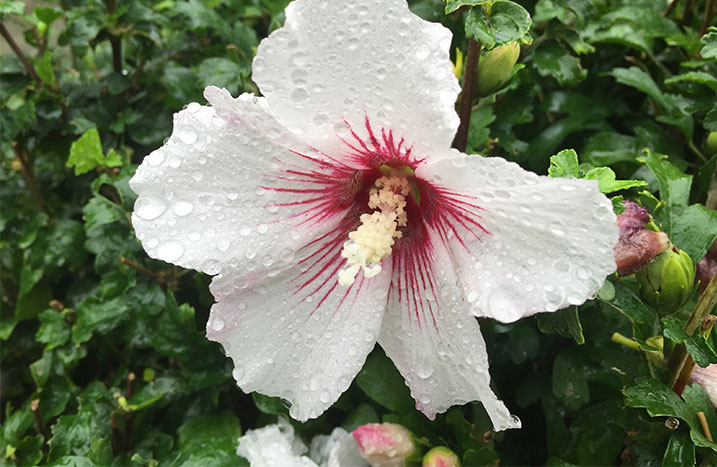 Weißer Hibiskus