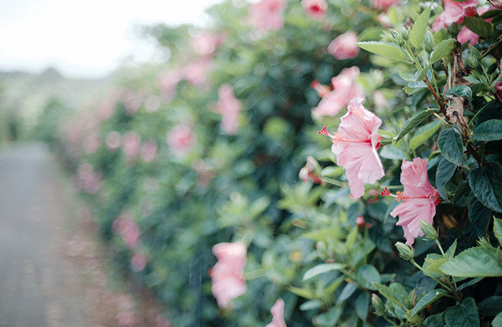 Rosafarbener Hibiskus als Hecke