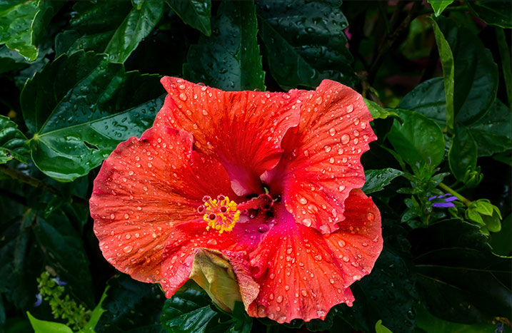 Roter Hibiskus