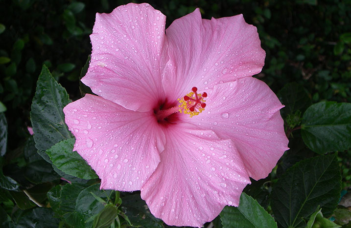Rosafarbener Hibiskus