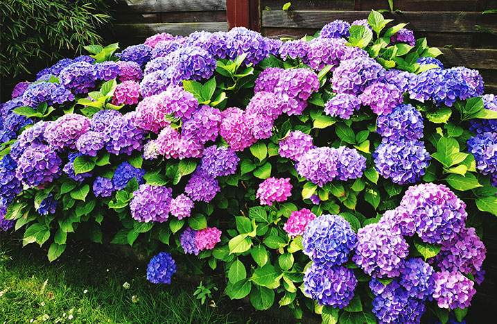 Großer Hortensienstrauch mit blauen & rosefarbenen Blüten