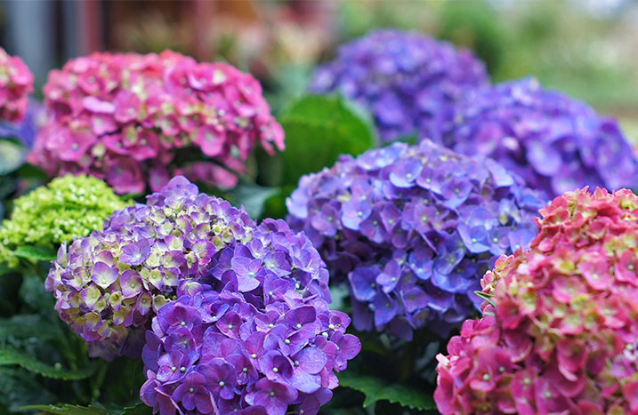 Große Hortensienblüten