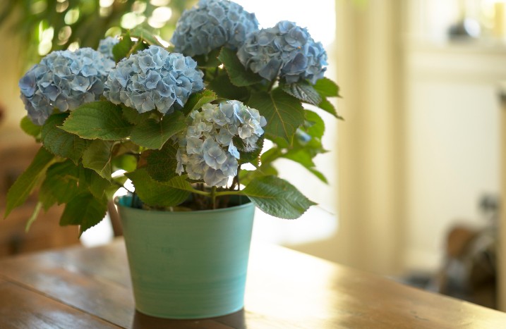 Hortensie im Topf drinnen