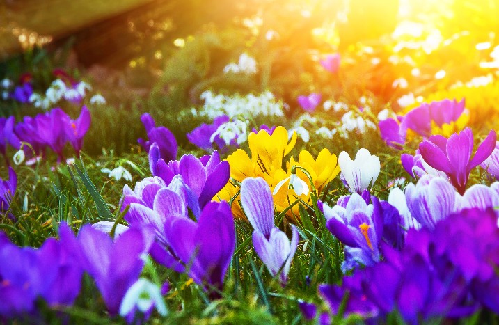 Eine Wieser voller Krokus