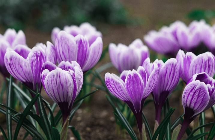Krokus