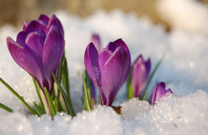 Krokus in Schnee