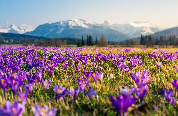 Frühlingswiese vor Bergen