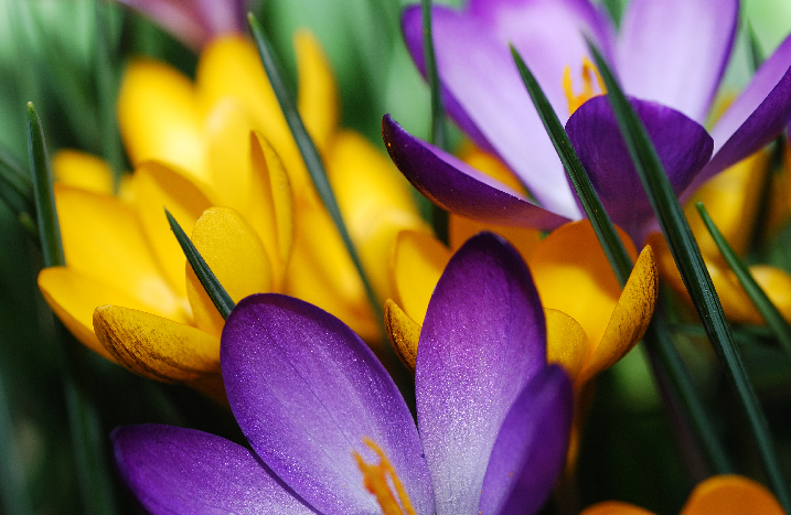 Nahaufnahme von Krokus