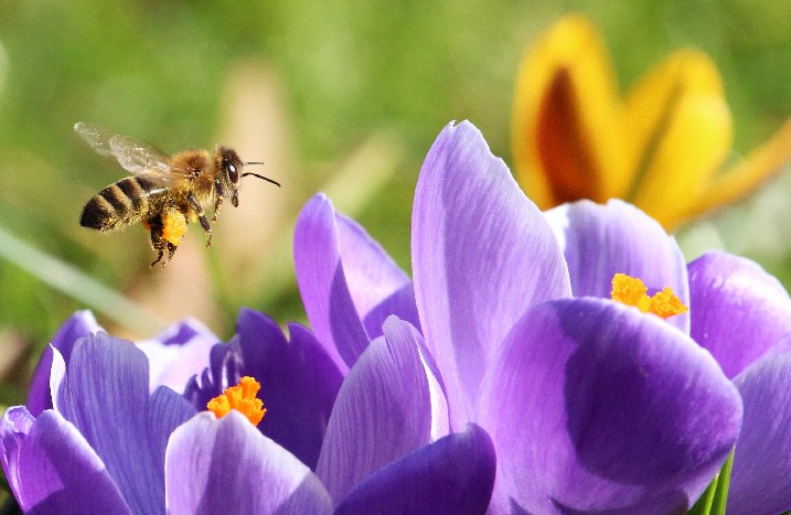 Eine Biene fliegt über Krokus