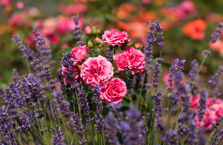 Lavendel & Rosen