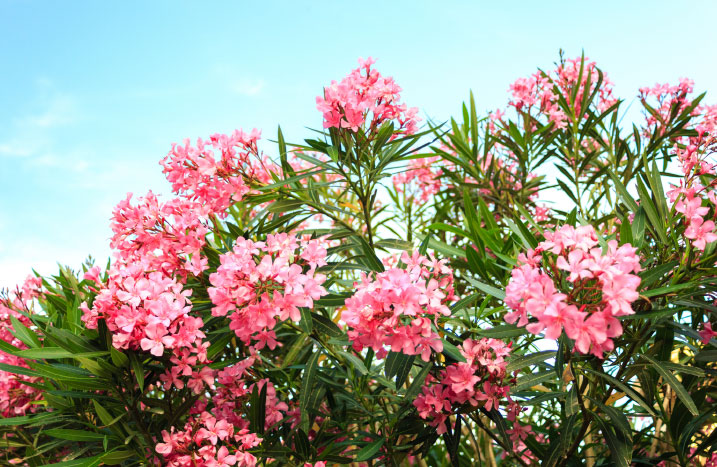 Oleander