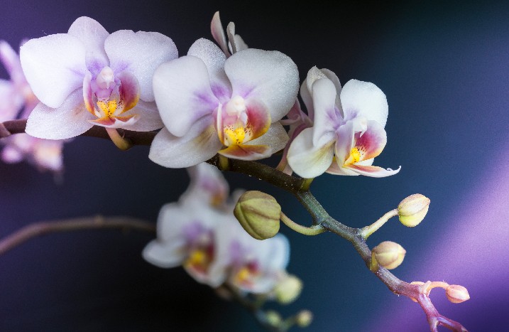 Nahaufnahme einer weißen Orchidee vor dunkelblauem Hintergrund